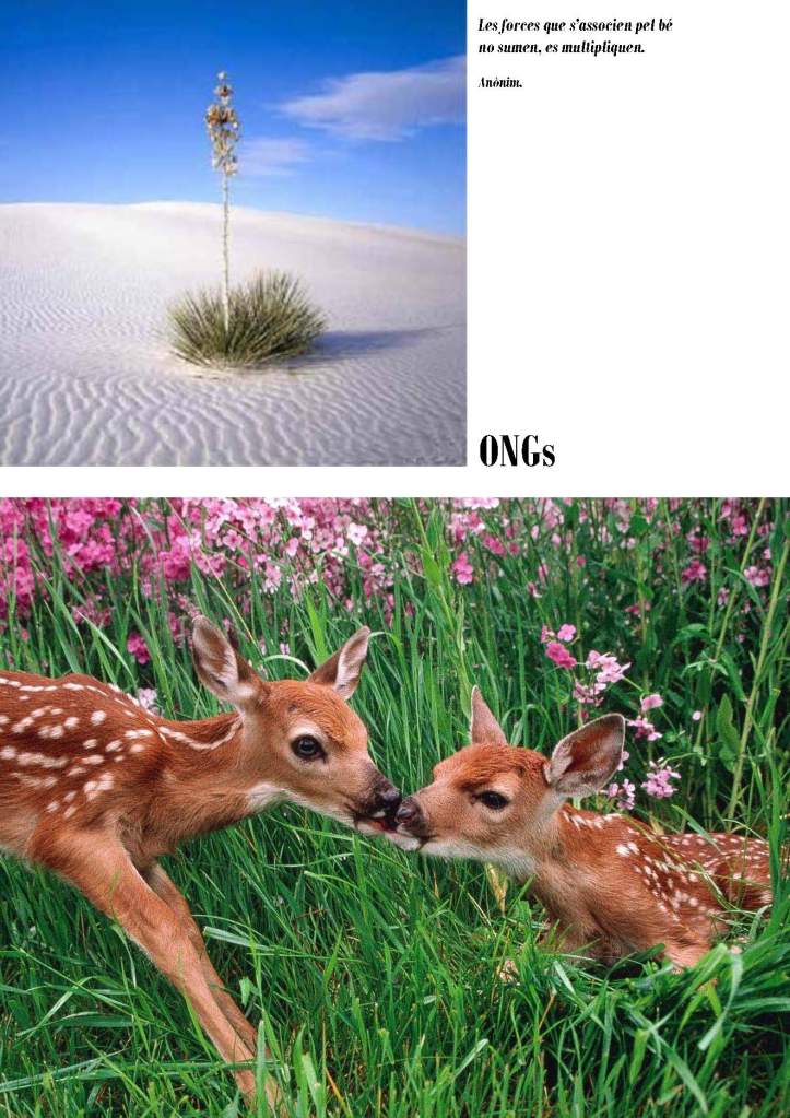 LA SOLIDARITAT... Nº 2 ONGs..._Página_04